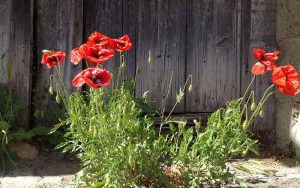 Mohn im Frühling